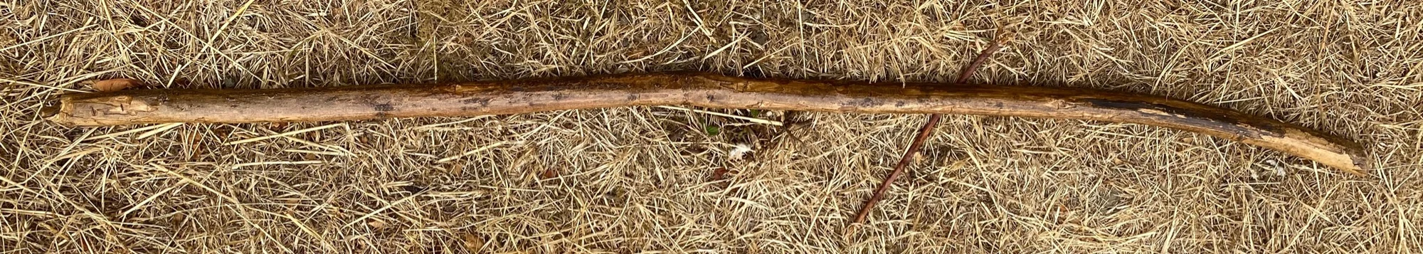 The stick lying on dry grass, first side