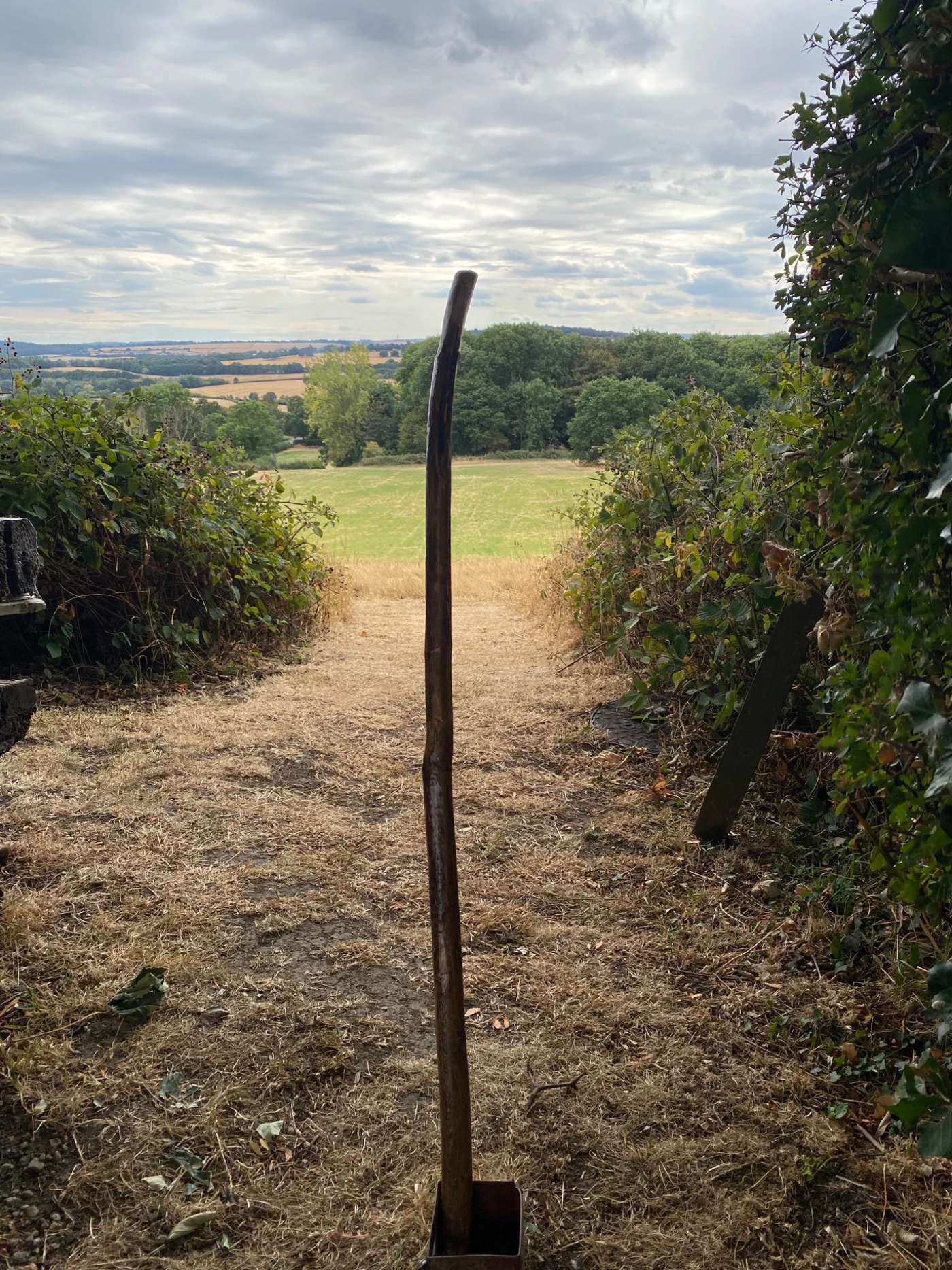 The Walking Walking Stick standing on a country path